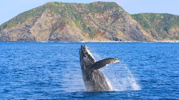 那覇発 ホエールウォッチング